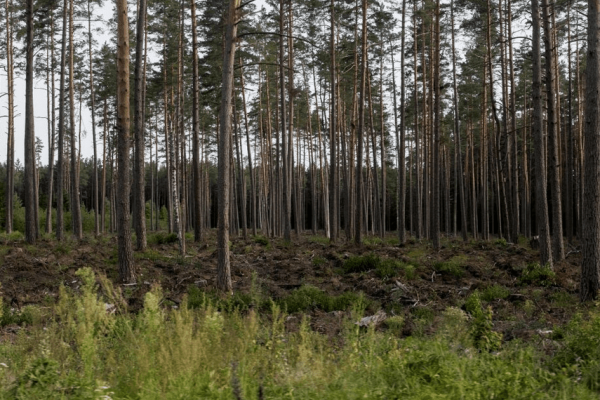 Opinio komentaras Lietuvos žiniose apie galimą manipuliavimą visuomenės nuomone dėl miškų kirtimų